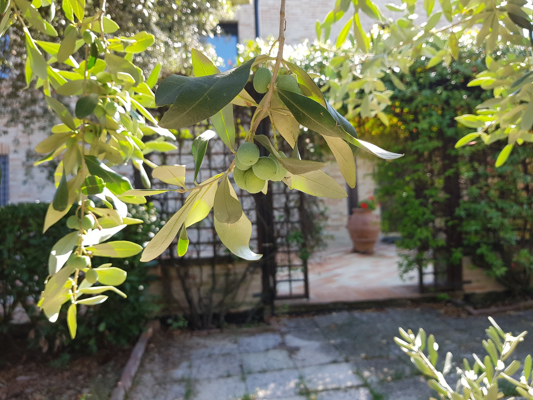 The villa we call home in the region of Le Marche and a place that provides endless inspiration for our endeavor with Fratelli Ponzi and Casal Cristiana EVOO.